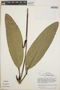 Anthurium paludosum image