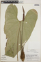 Anthurium ochranthum image