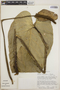 Anthurium ranchoanum image