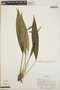 Anthurium rupicola image