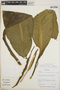 Dieffenbachia horichii image
