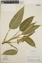 Dieffenbachia oerstedii image