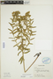 Euphorbia esula image