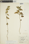 Euphorbia macropus image