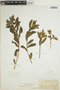 Euphorbia marginata image