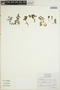 Euphorbia misella image