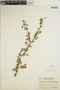 Euphorbia misera image