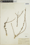 Euphorbia misera image