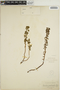 Euphorbia multicaulis image
