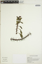 Euphorbia milii image