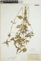 Euphorbia dentata image