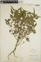 Euphorbia dentata image