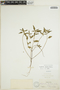 Euphorbia dentata image