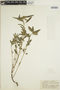 Euphorbia dentata image