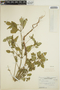 Euphorbia dentata image