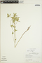 Euphorbia dentata image