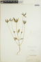 Euphorbia dentata image