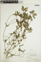 Euphorbia dentata image