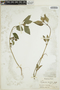Euphorbia dentata image