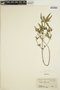 Euphorbia dentata image