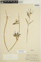 Euphorbia dentata image