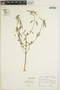 Euphorbia dentata image