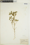 Euphorbia dentata image
