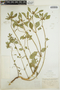 Euphorbia dentata image