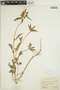 Euphorbia dentata image