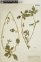 Euphorbia dentata image