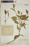 Asclepias nivea image