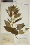 Asclepias nivea image