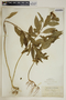 Asclepias nivea image