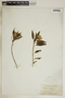 Asclepias nivea image