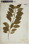 Asclepias nivea image