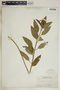 Asclepias nivea image