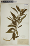 Asclepias nivea image