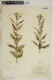 Asclepias nivea image