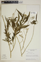 Asclepias nivea image
