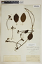 Fischeria scandens image