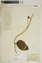 Fischeria scandens image
