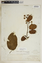 Fischeria scandens image