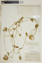Funastrum clausum image