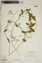 Funastrum clausum image
