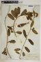 Ruehssia clausa image