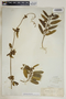 Ruehssia clausa image