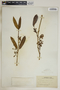 Ruehssia clausa image
