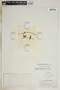 Metastelma bahamense image
