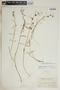 Metastelma blodgettii image