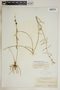 Metastelma blodgettii image